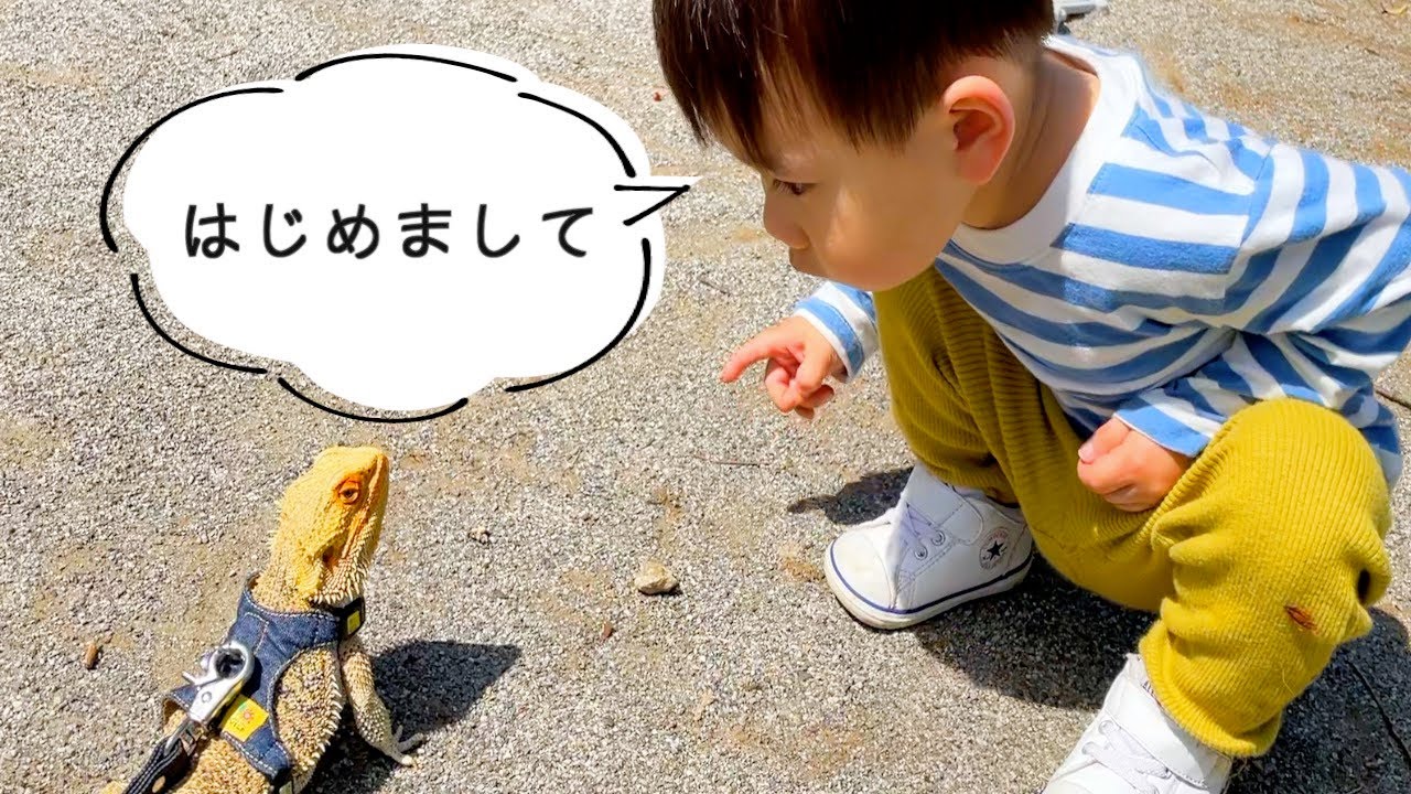 生まれて初めてフトアゴと対面した子供が可愛いすぎた！【飼育ルーティン・お散歩方法・爬虫類・フトアゴヒゲトカゲ】