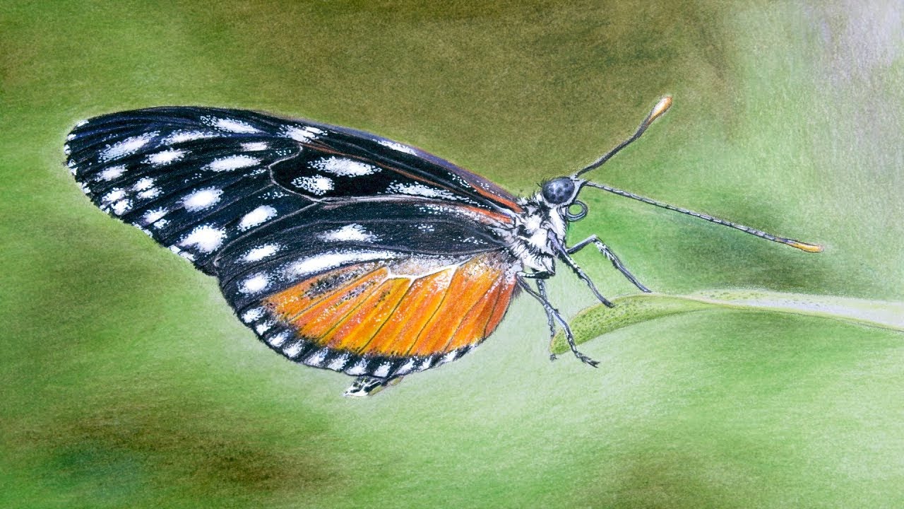 Draw A Butterfly Using Colored Pencils