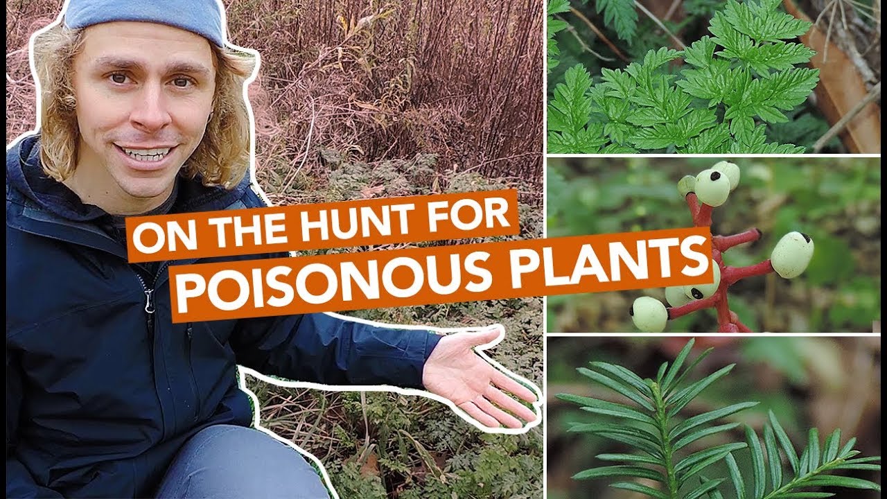 On The Hunt For Poisonous Plants