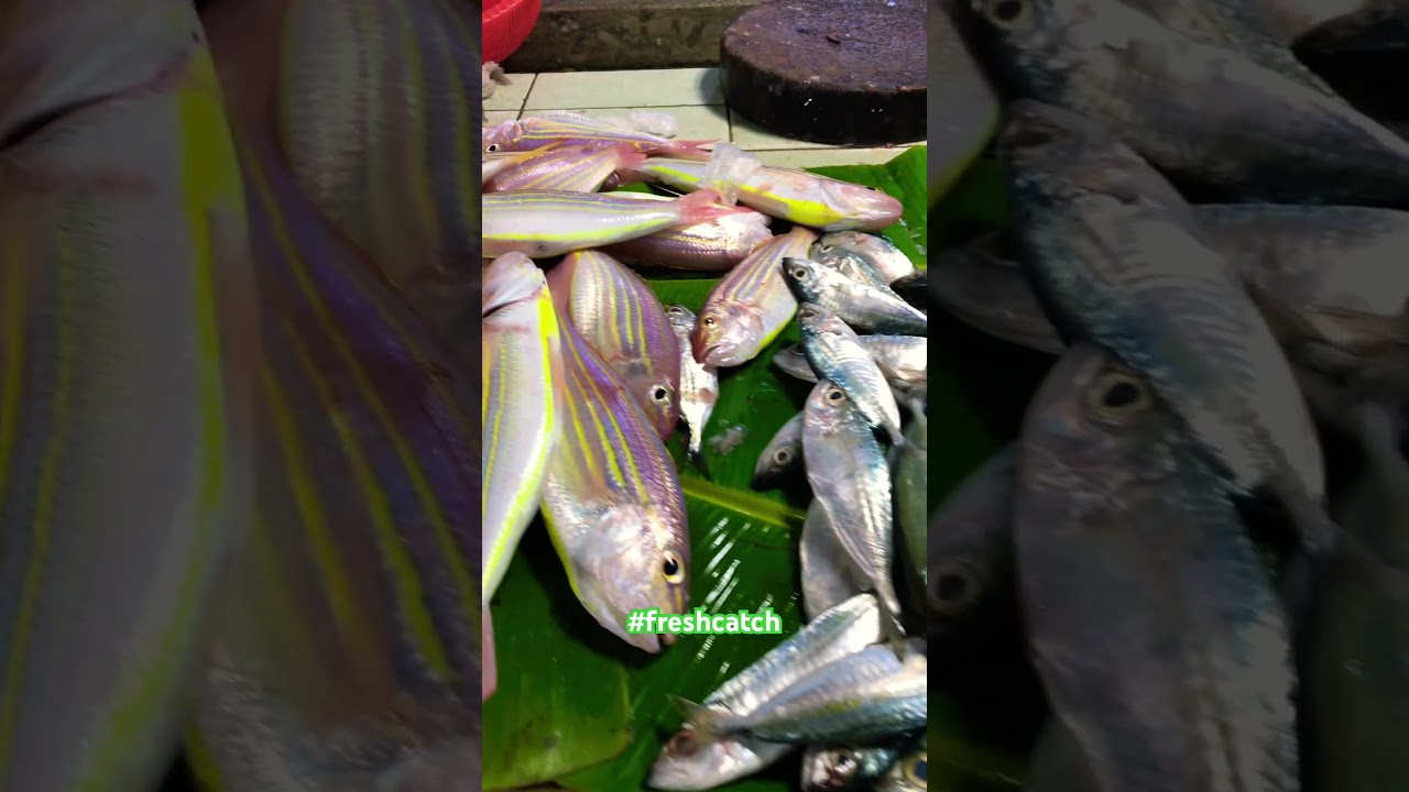 Fresh threadfin bream fish laoag  market #freshfish #threadfin #laoag #fishmarket #ayatfromsarrat