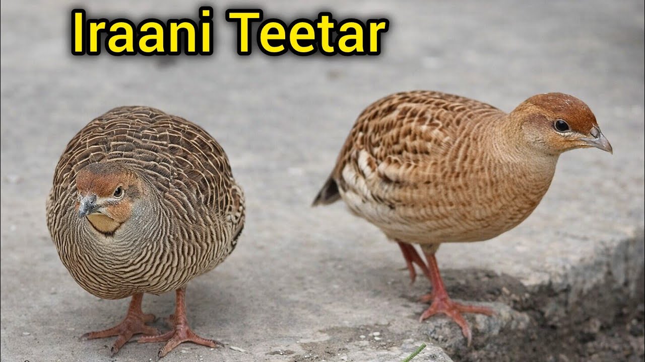 | Iraani Teetar loud sound | partridge amazing sound of teetar