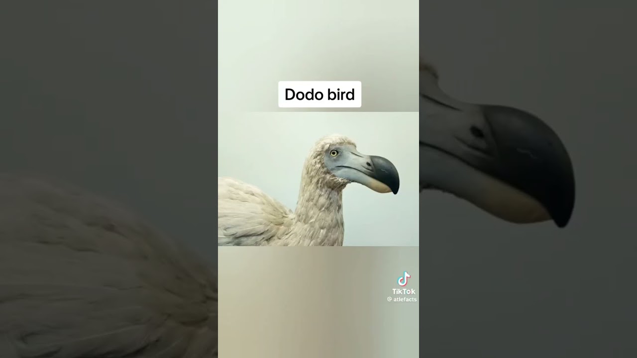 Dodo bird caught on camera #extinct # viral#short