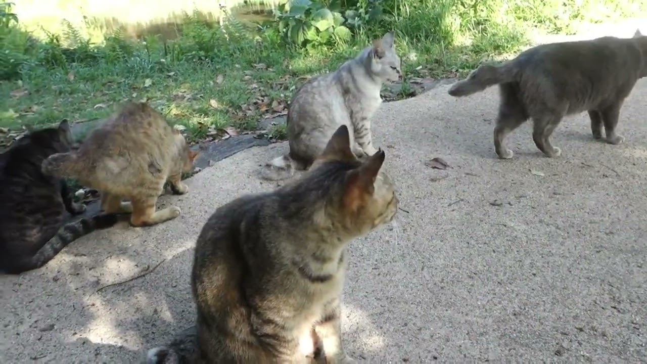 【Cat Video】 meowmeow Happy #cat  #cats  #cute