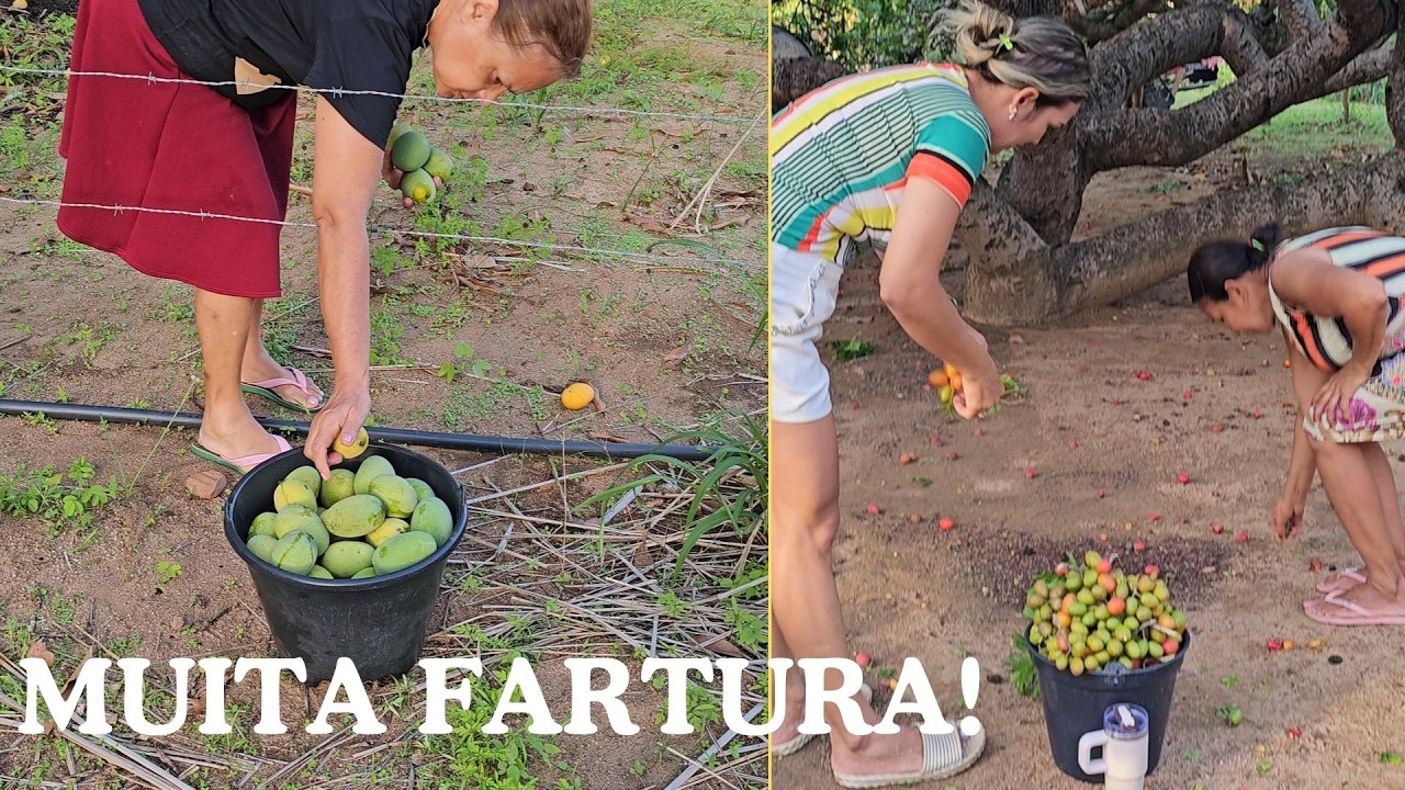 FRUTAS DA ESTAÇÃO: FARTURA DE MANGAS E SERIGUELA NO SÍTIO JUCÁS
