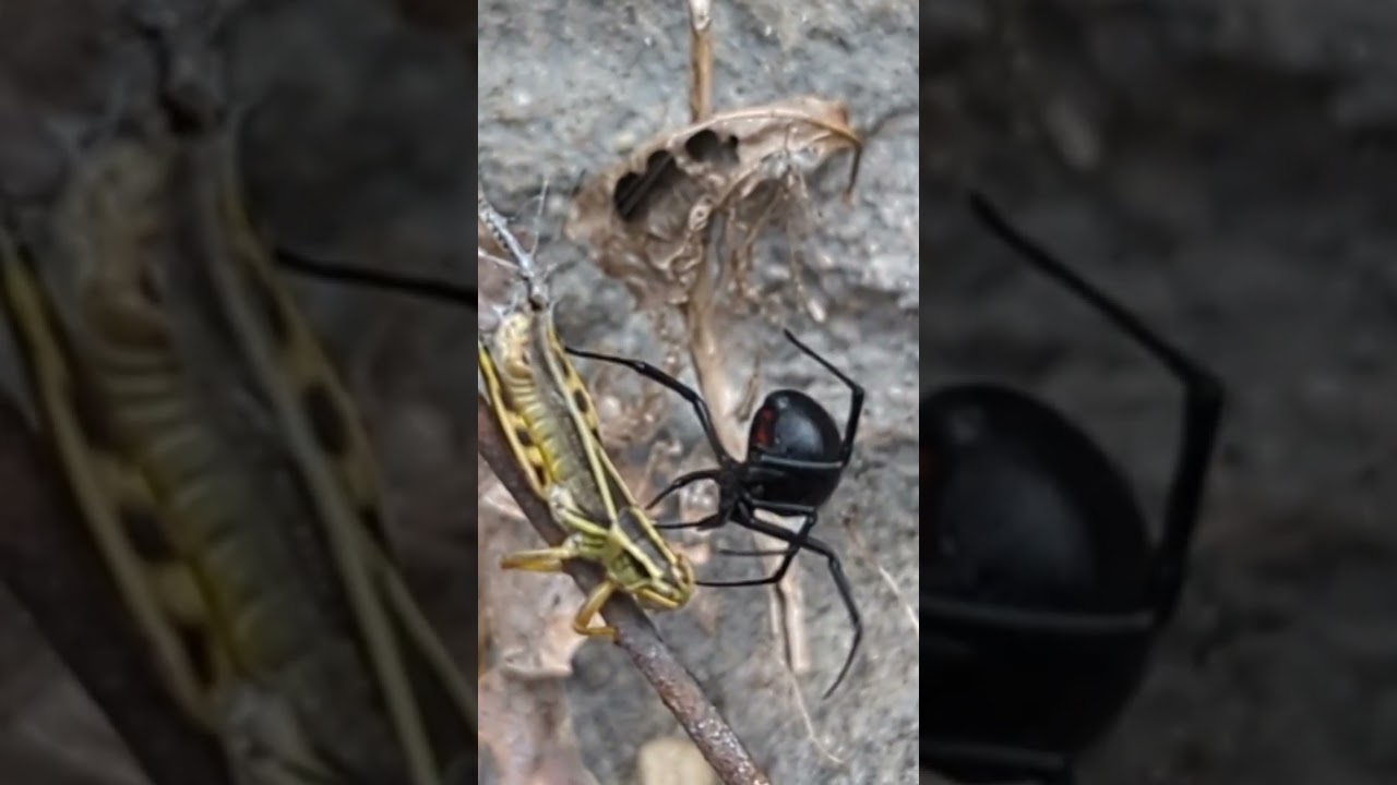 This Is How a Black Widow Kills You. #spider #nature #okanagan
