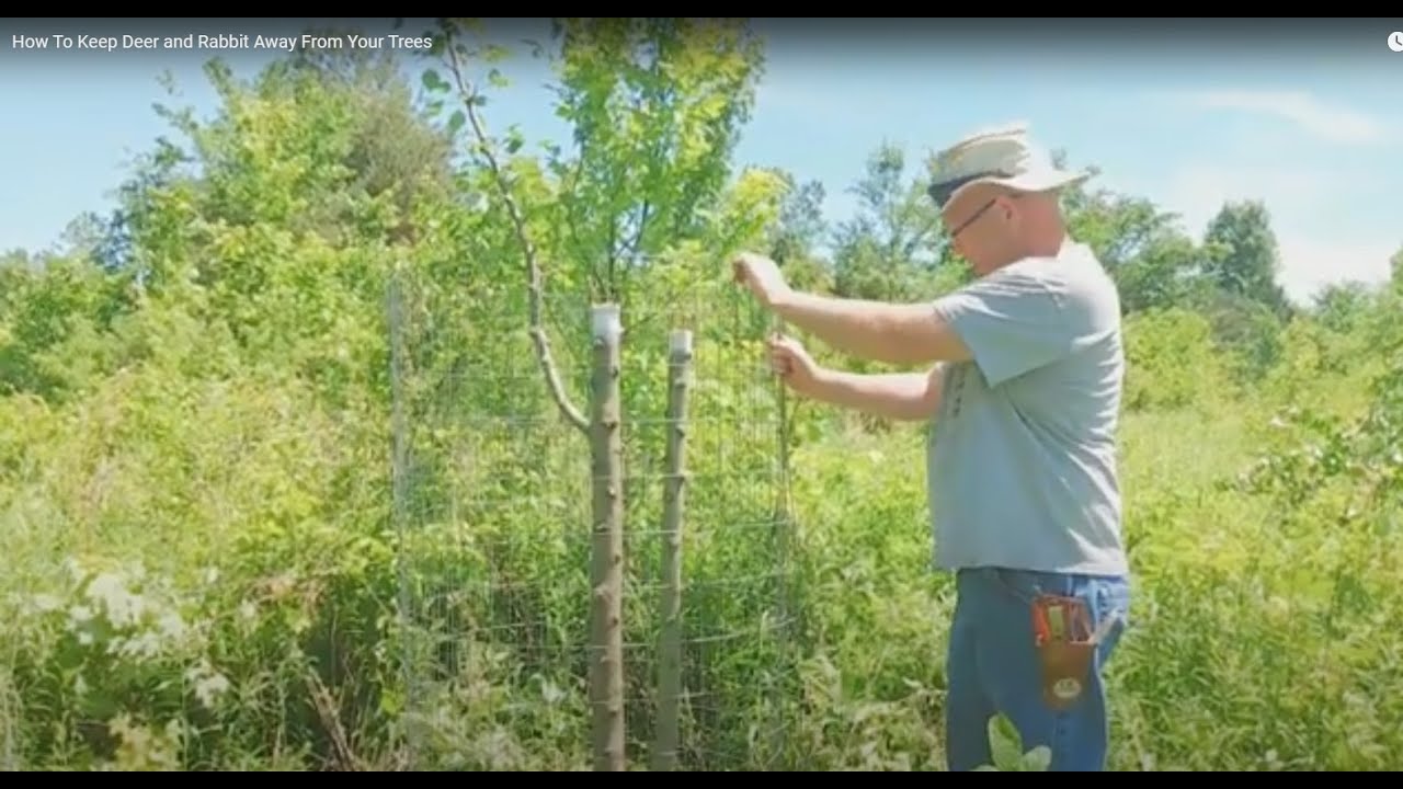 How To Keep Deer and Rabbit Away From Your Trees