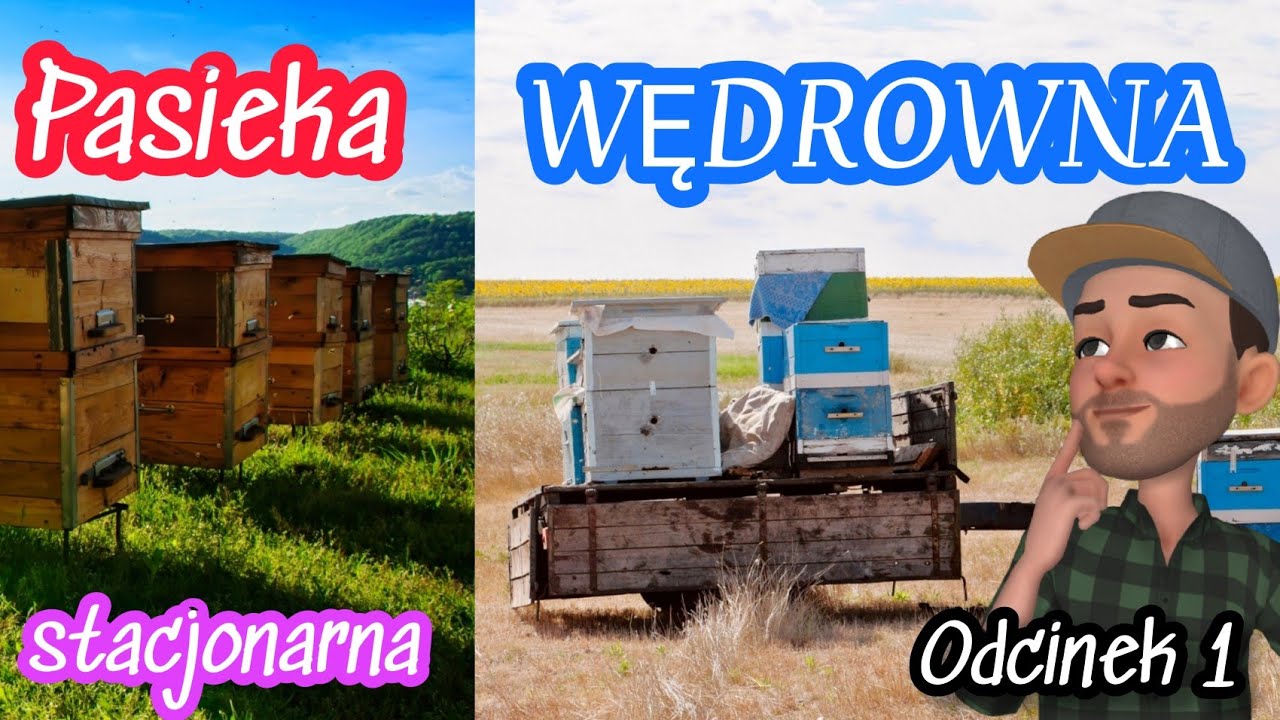 Pasieka wędrowna a może stacjonarna - co z czym i jak? #pasieka #wędrowna #pszczoły #pszczelarstwo