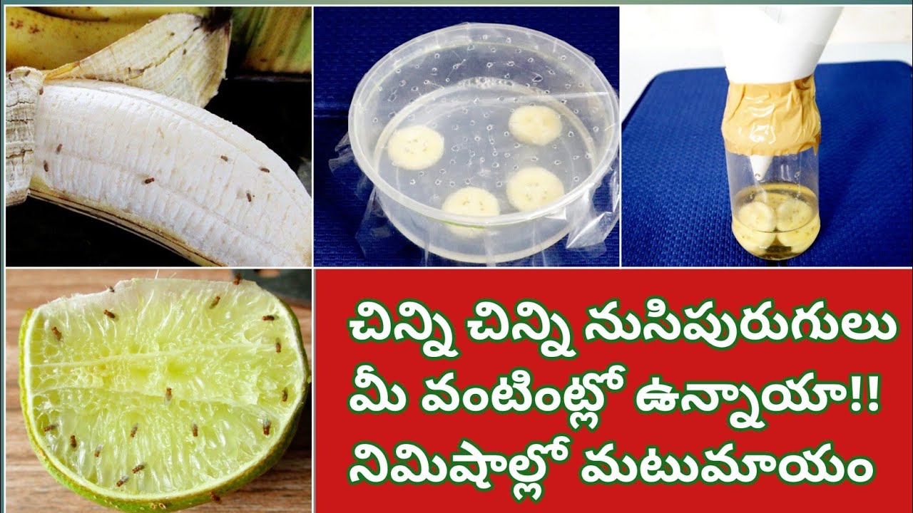 వంటింట్లో చిన్నచిన్న దోమలు చిటికెలో మాయం 👌 ఆడవాళ్ళకి ముఖ్యమైన కొన్ని వంటింటి చిట్కాలు 👉 Kitchen Tips