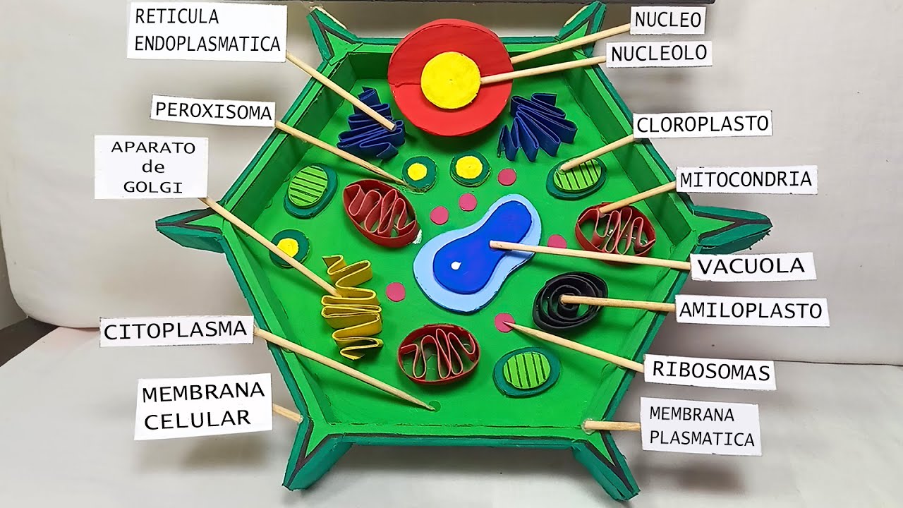 COMO HACER la CÉLULA VEGETAL en MAQUETA | CÉLULA VEGETAL EUCARIOTA en 11 MINUTOS FÁCIL y RÁPIDO