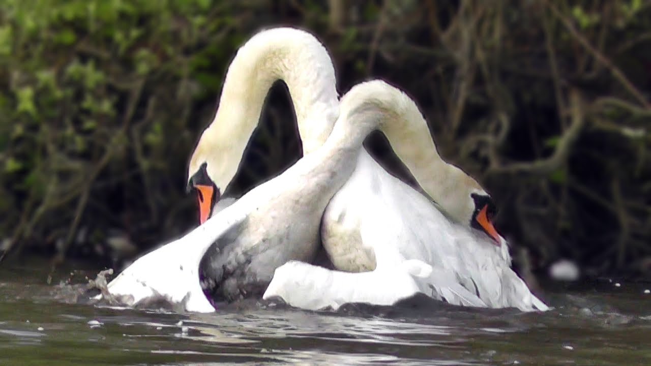 Mute Swan Protecting its Nest - Helped by A Canada Goose