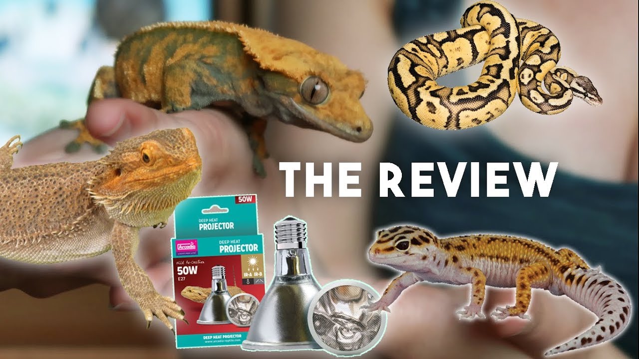 Crested Gecko Gets A Deep Heat Projector!! // THE REVIEW
