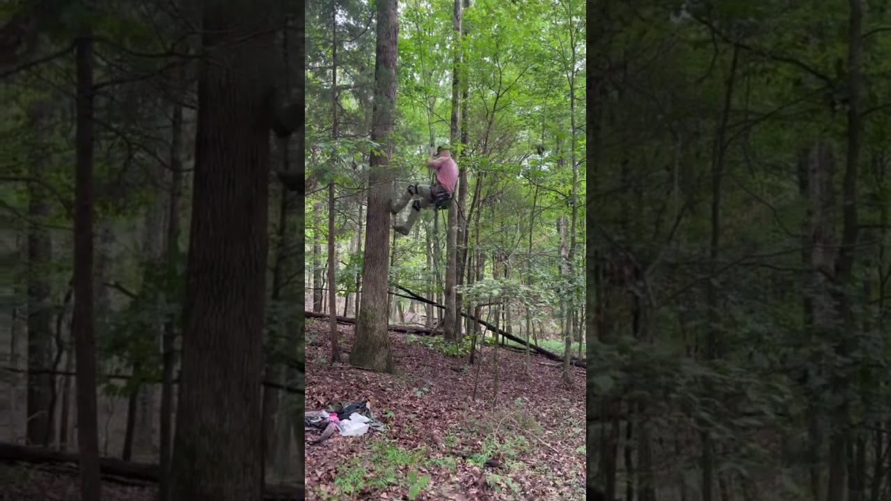 Saddle hunting rappel. 