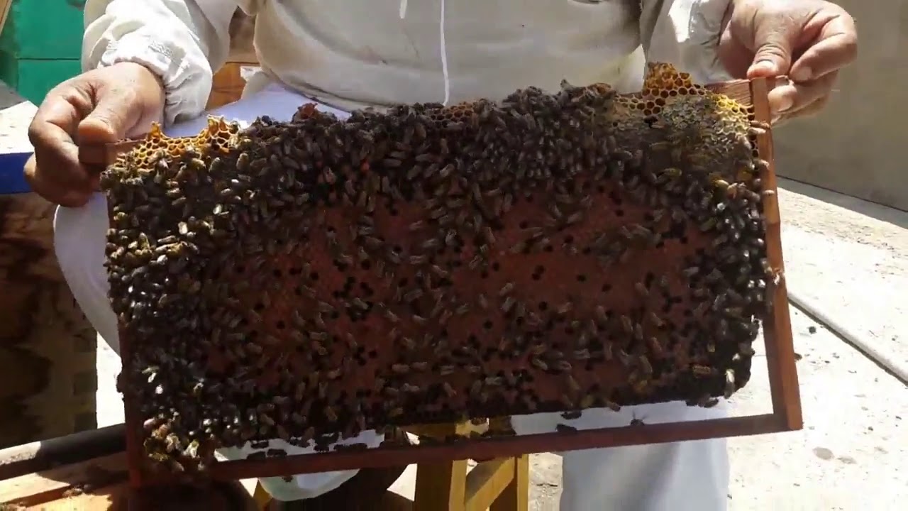 Curso de Crianza de Abejas Reinas (1- capitulo de 3) increible