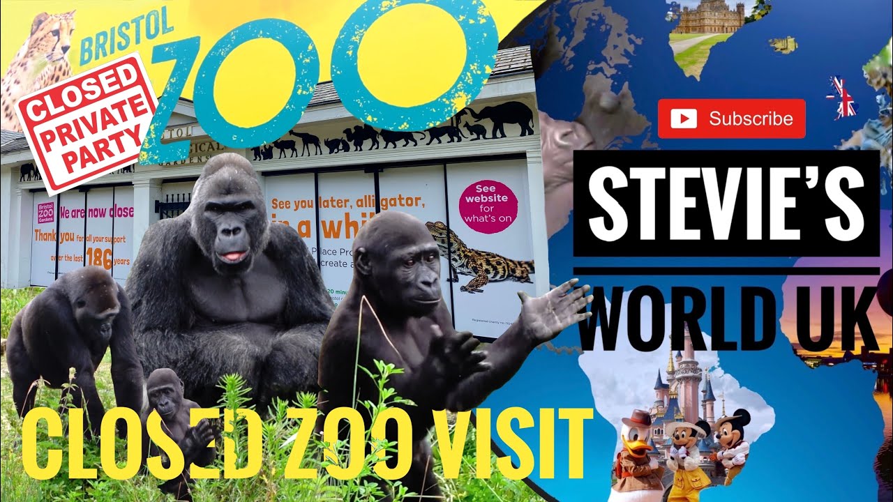 PRIVATE GORILLA TROOP VISIT BEHIND BRISTOL ZOOS CLOSED DOORS