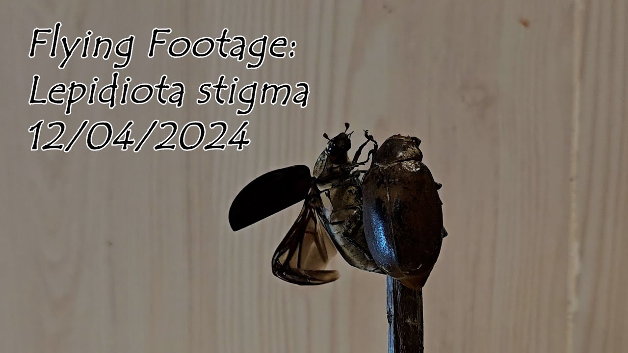 Flying Scarab Beetle: Lepidiota Stigma
