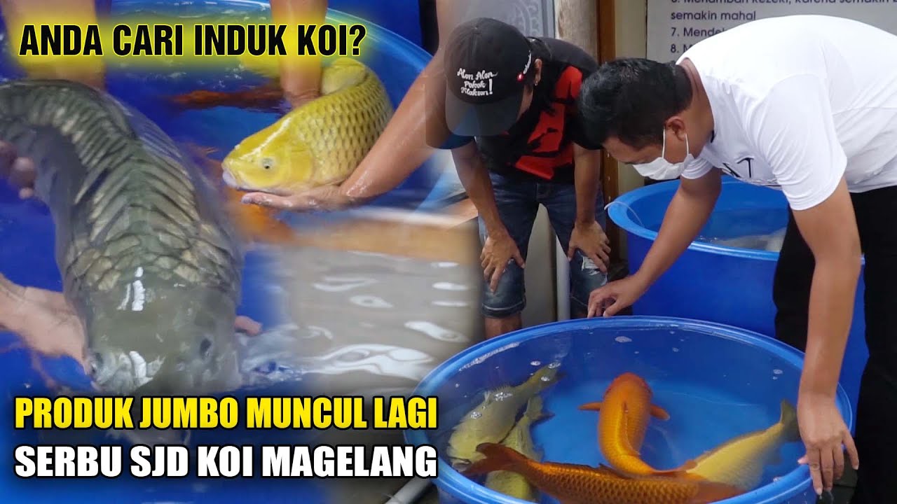 TEMPATNYA KOI JUMBO LOKAL YA DISINI...!