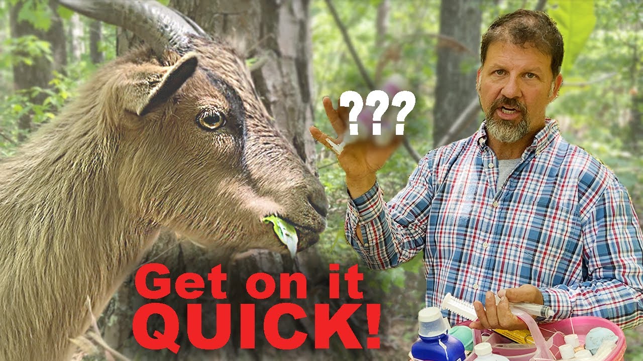 Emergency Kit for Sick Goats for Beginning Goat Owners