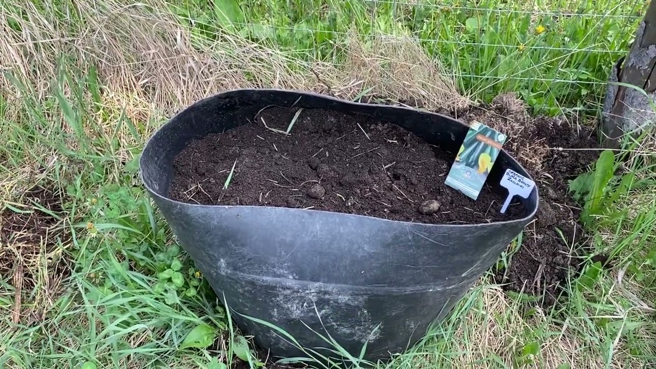 Black Beauty Zucchini planting @time2shinehomestead498