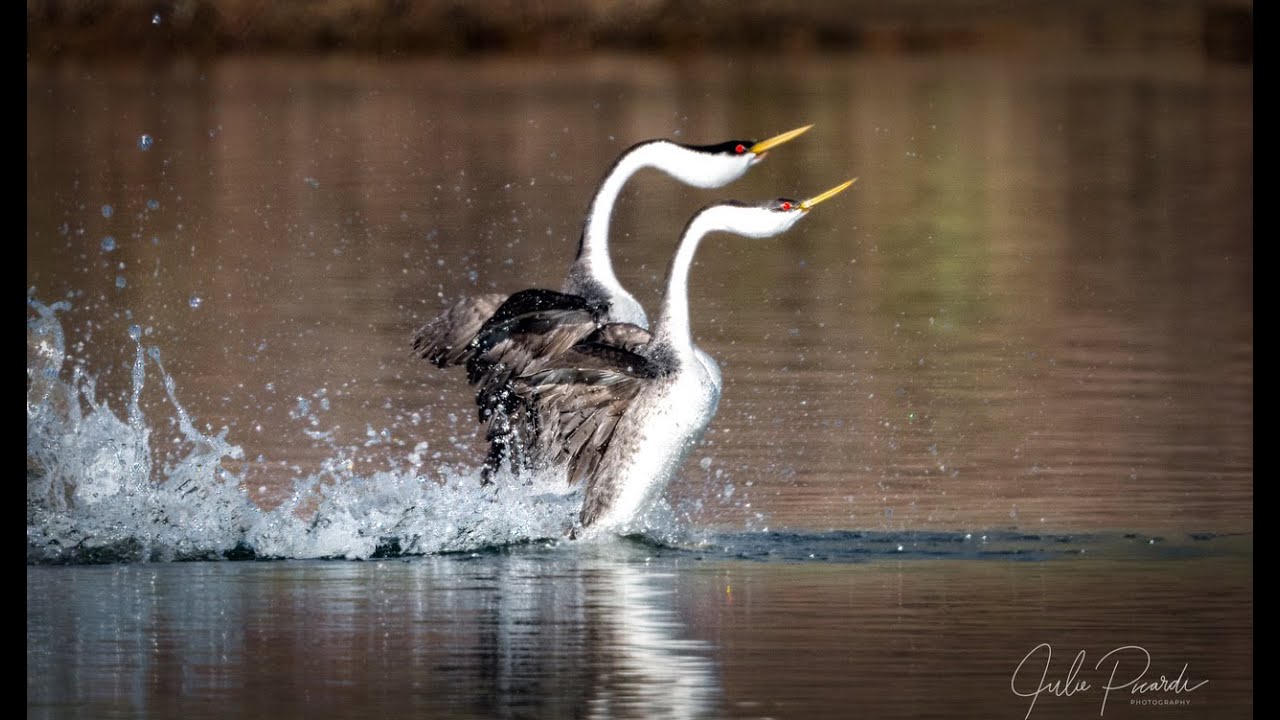 The Dance of the Western Grebes