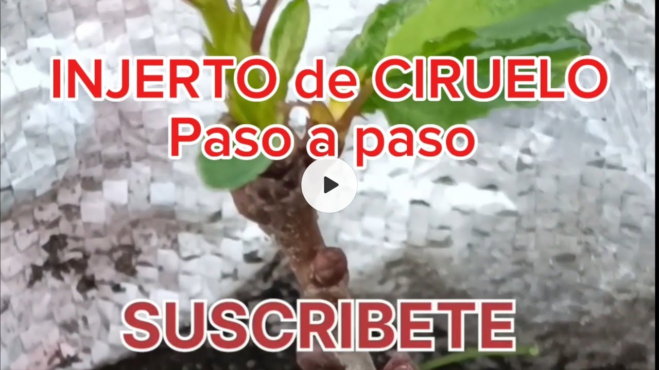 💚 INJERTO de CIRUELO en un patr&oacute;n de ciruelo, INJERTO exitoso paso a paso.