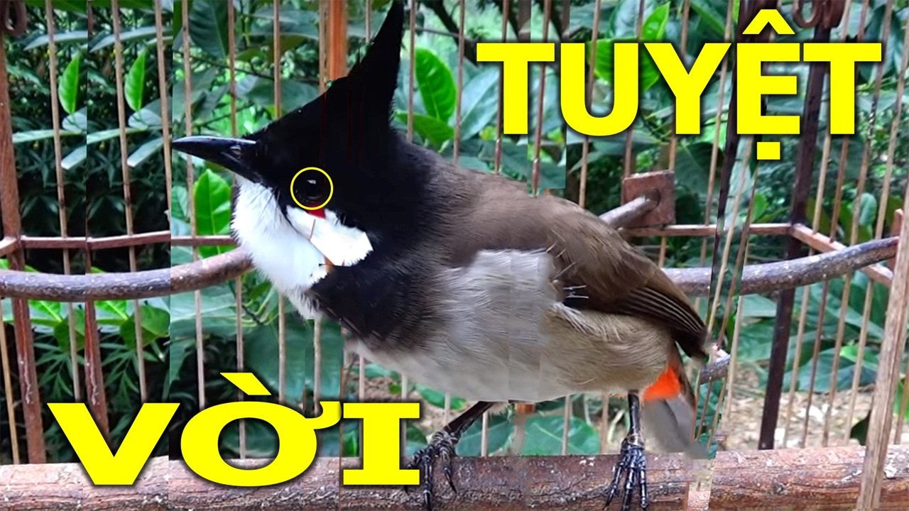 Chào mào luyện giọng hót hay | luyện chào mào bổi hót sáng.kích chào mào yếu lửa ra âm. นกปรอดหัวโขน