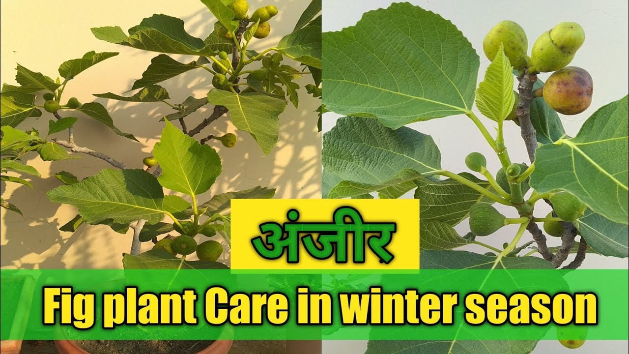 Anjeer/Fig plant Care in Winter season || How to care Fig plant || अंजीर की केयर कैसे करे ||