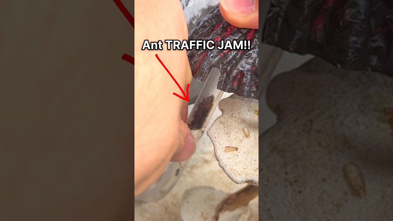 Ant TRAFFIC JAM!!