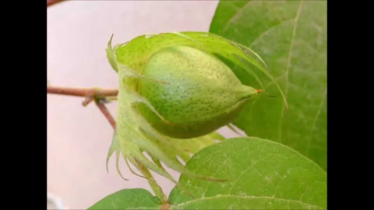 綿花の成長 Life cycle of Cotton ~veranda gardening~