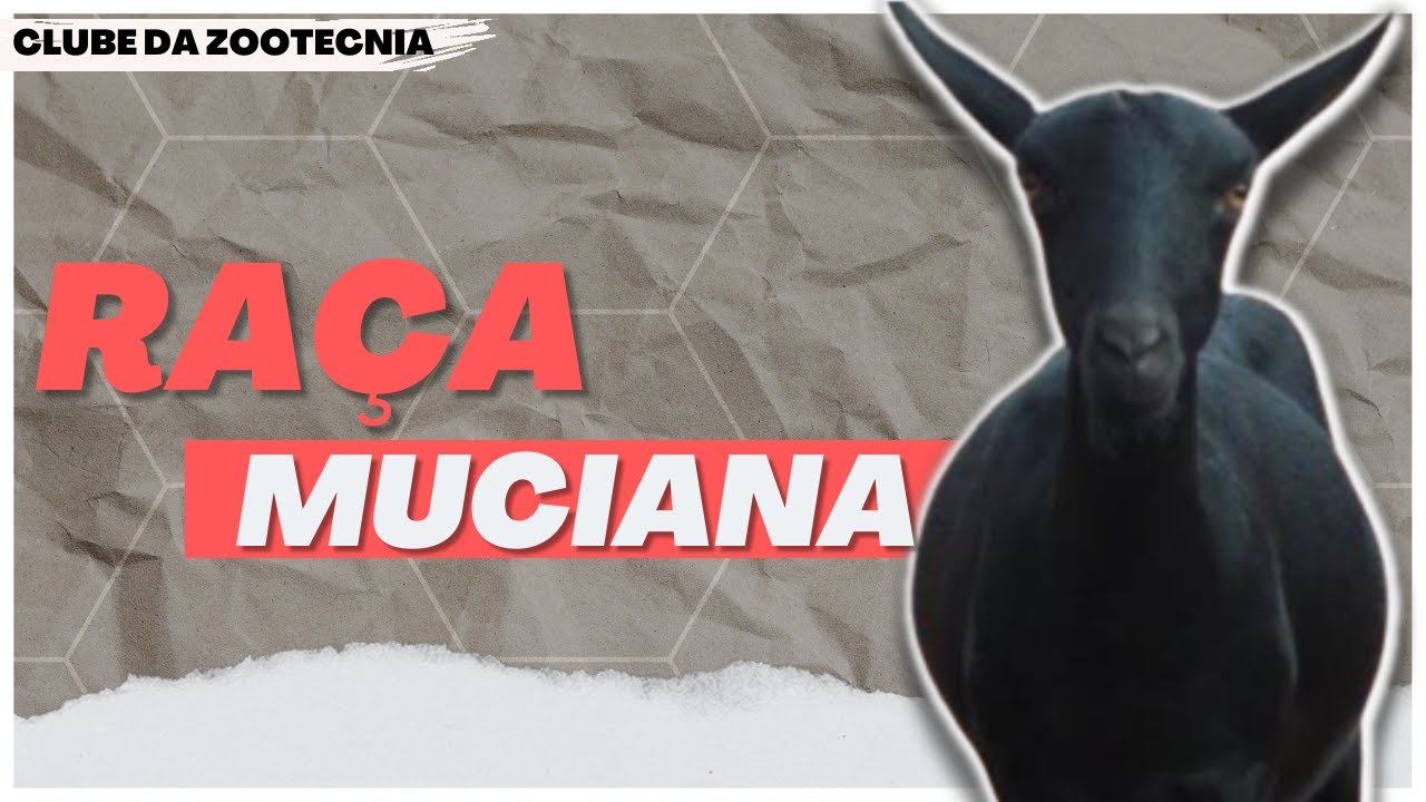 Conheça a RAÇA MURCIANA