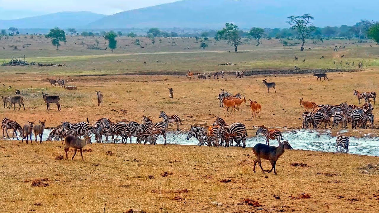 Taita Hills Wildlife Animals Sanctuary - West Tsavo National Park - Full Tour - Kenya