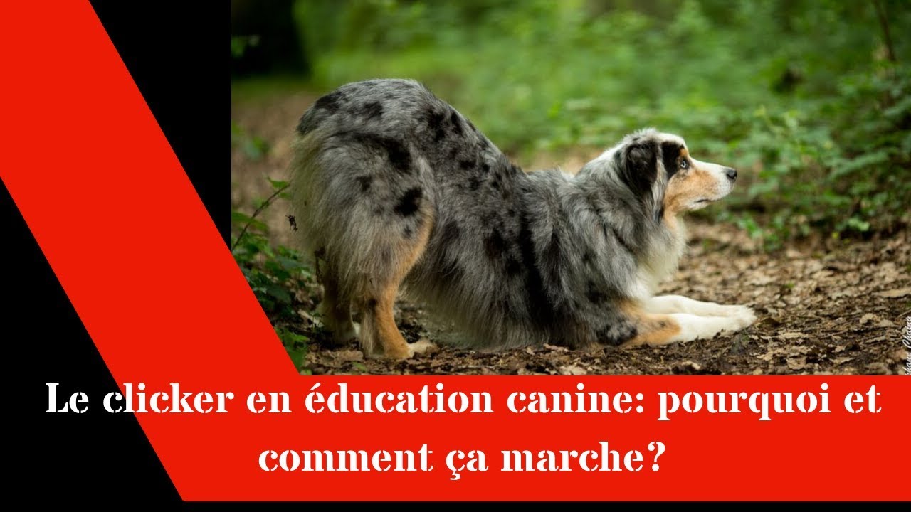 Le clicker en éducation canine: pourquoi et comment ça marche?