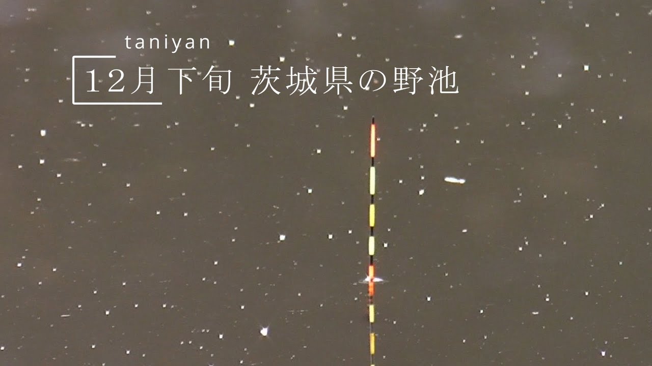 12月下旬 茨城県の野池で小鮒釣り