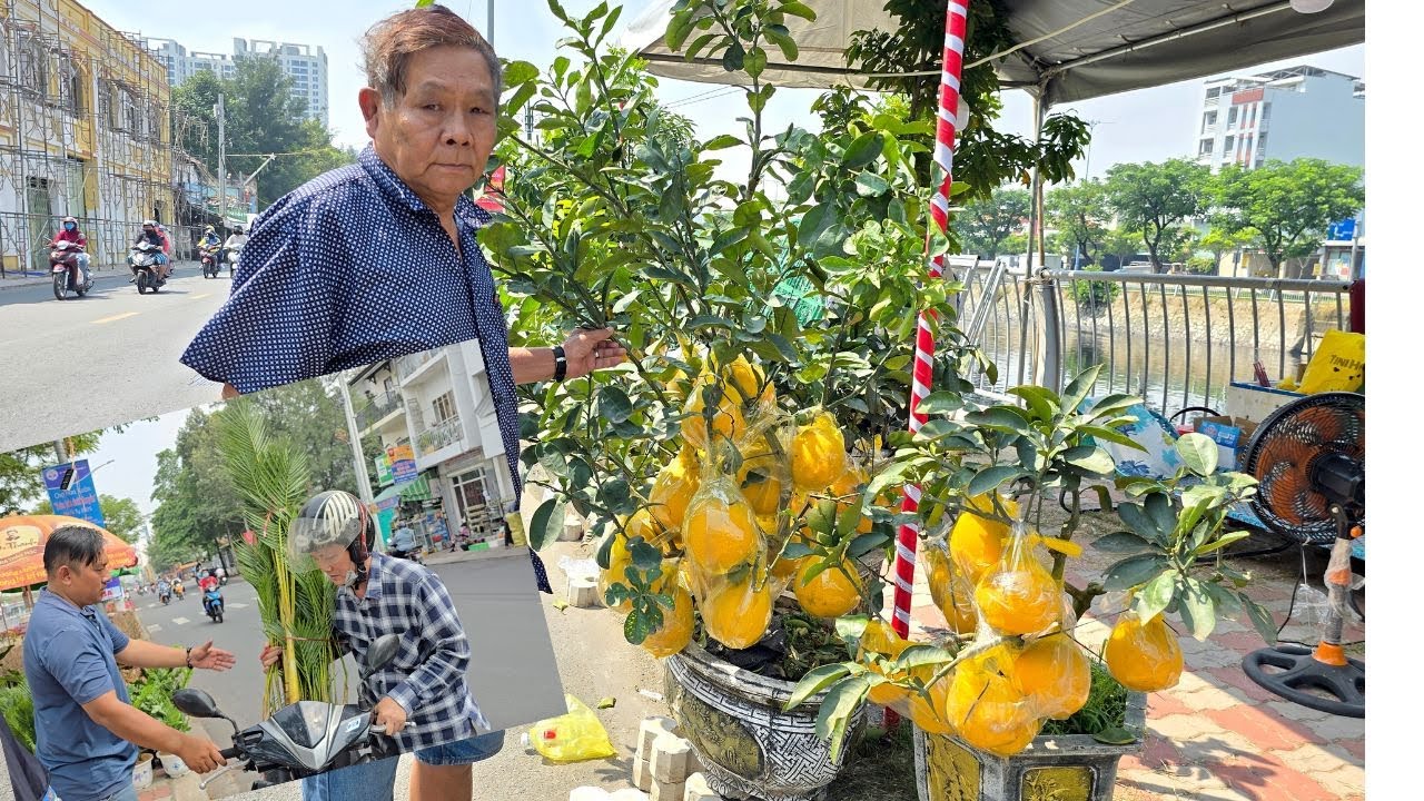 Bưởi Diễn trái trĩu mọng, cây Phát Tài, dừa kiểng lá cháy hàng chợ hoa Tết Bến Bình Đông Sài Gòn