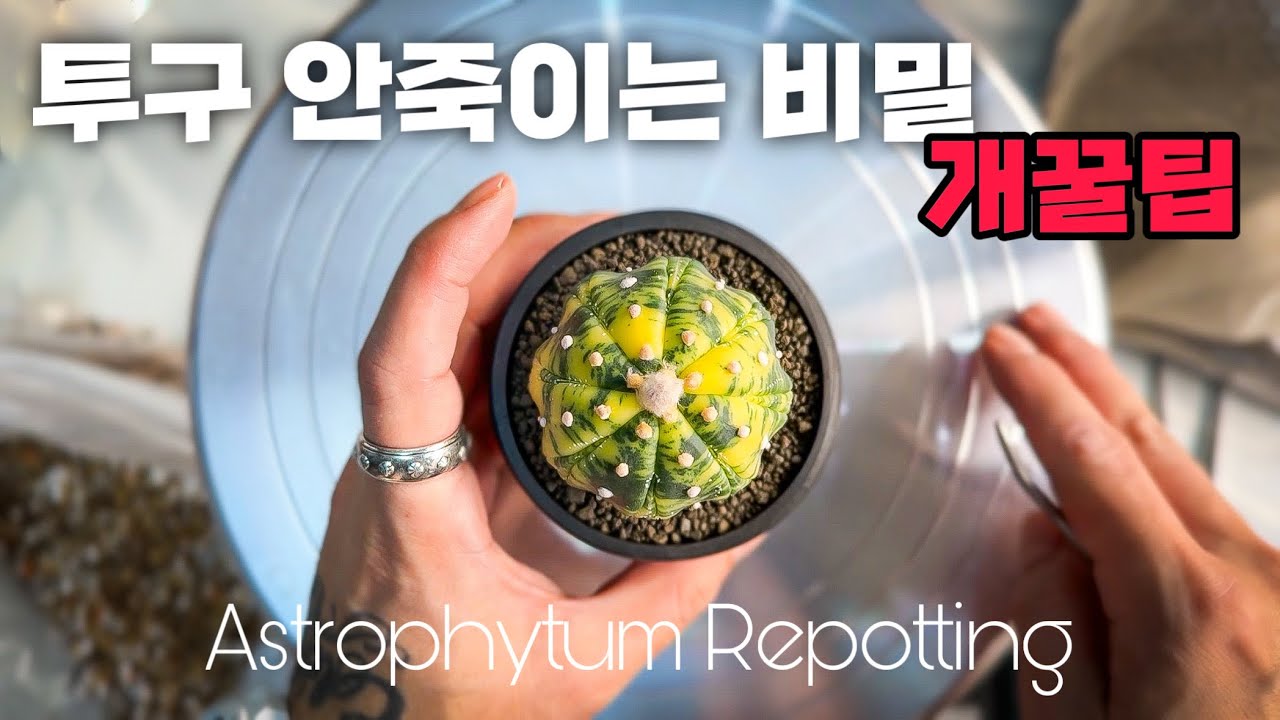 투구 선인장 분갈이 노하우 24년도 버전 / KABUTO CACTUS REPOTTING