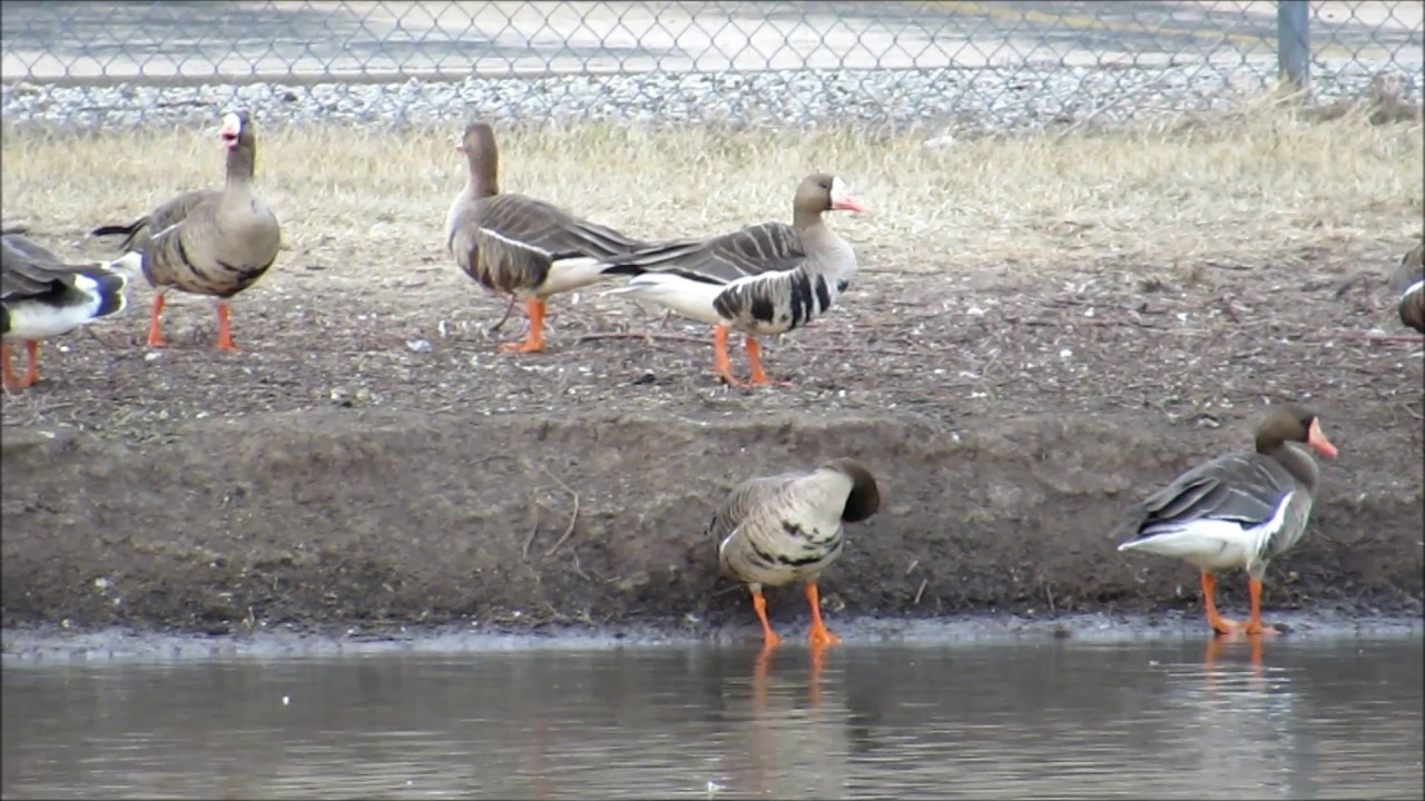 Greater white-fronted geese Adults and Immatures