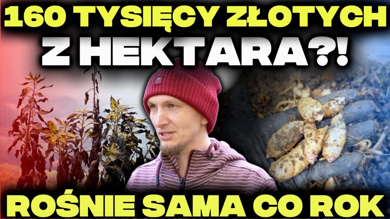 SIEJESZ RAZ NA CAŁE ŻYCIE! 40 TON Z HEKTARA - rolnik rozbił bank