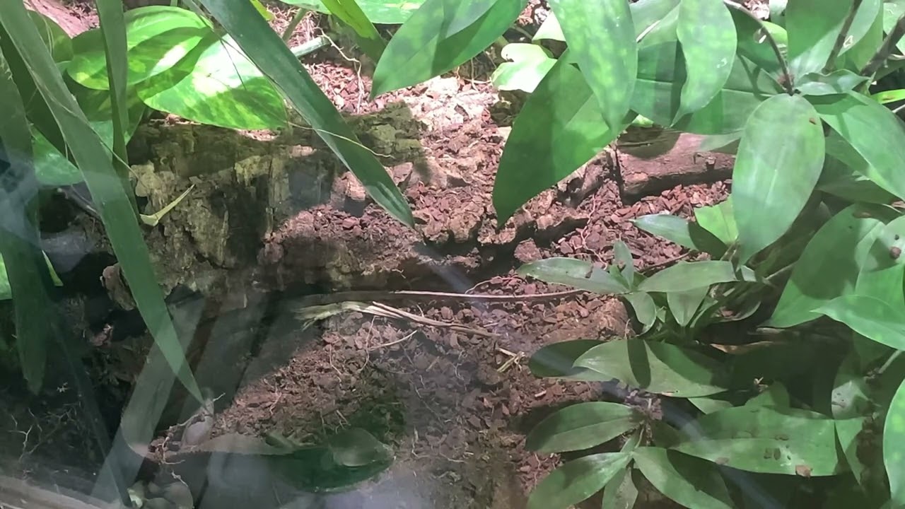 Grüne Wasseragame bei der Eiablage