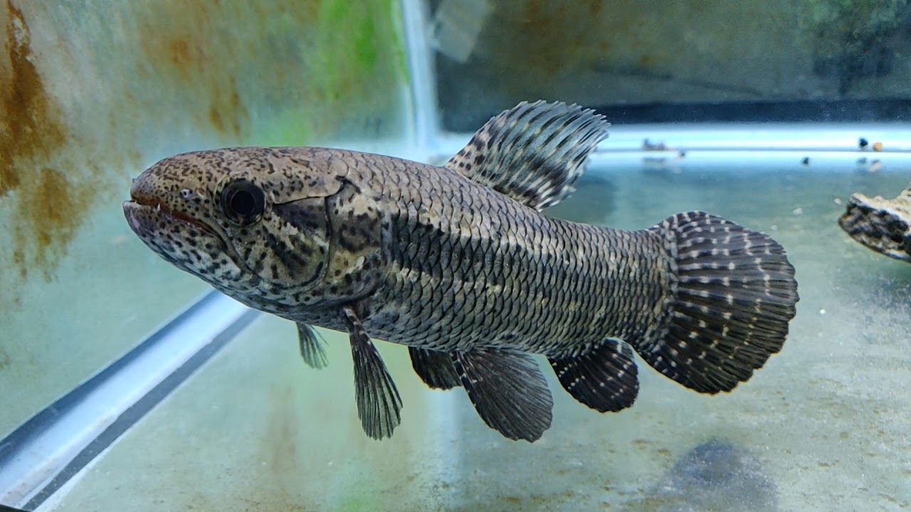 12/12/21 - Black Wolf Fish aka Hoplias Curupira