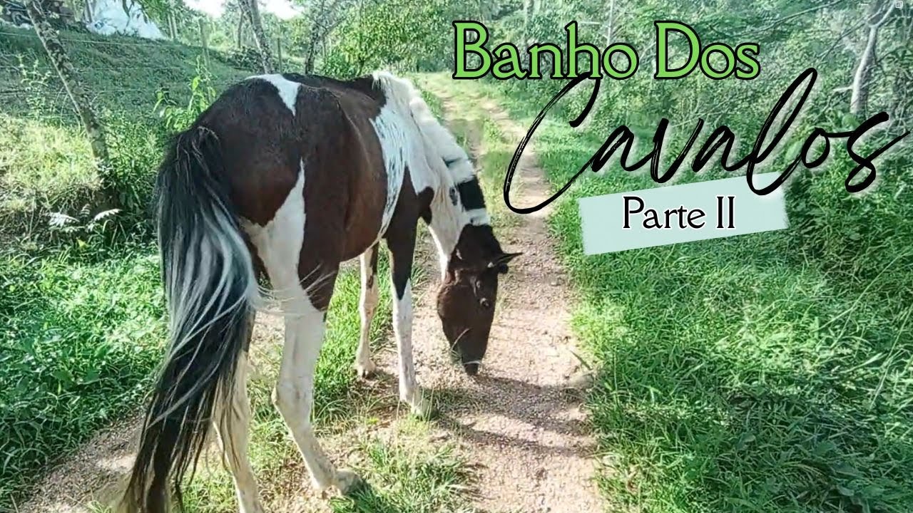 Banho dos Cavalos| parte 2