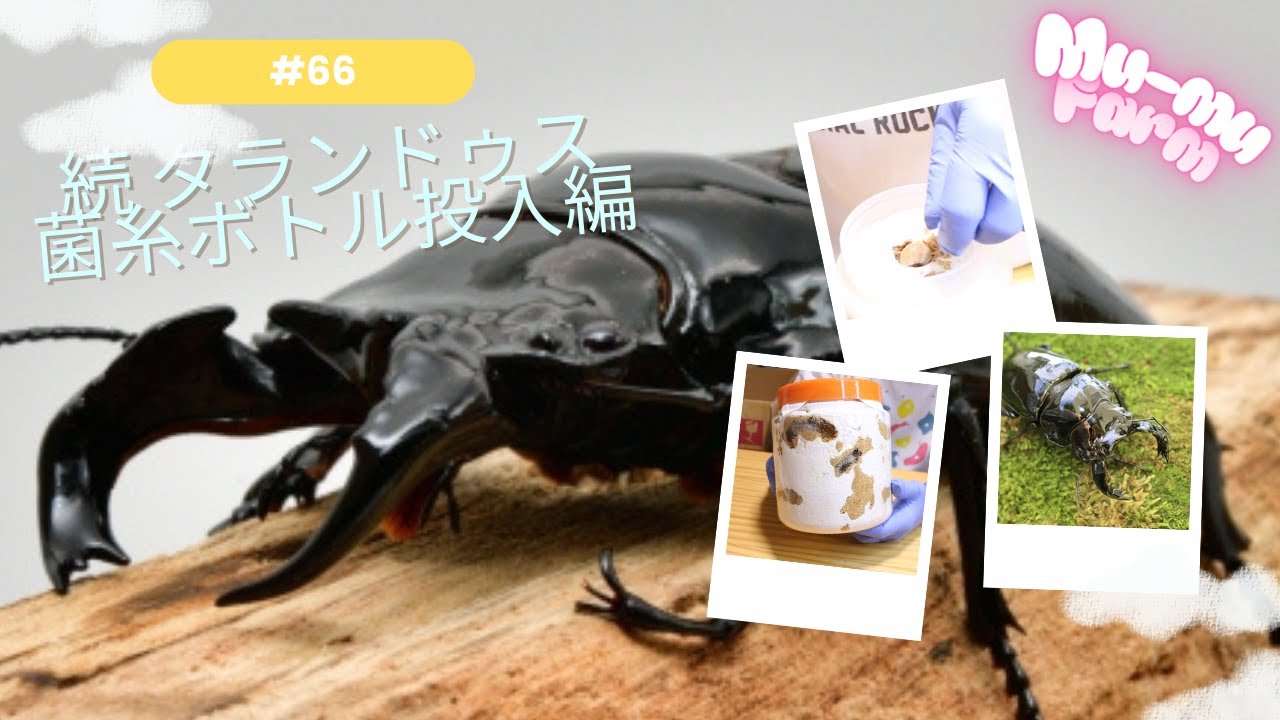 #66【タランドゥス】菌糸ボトル投入編