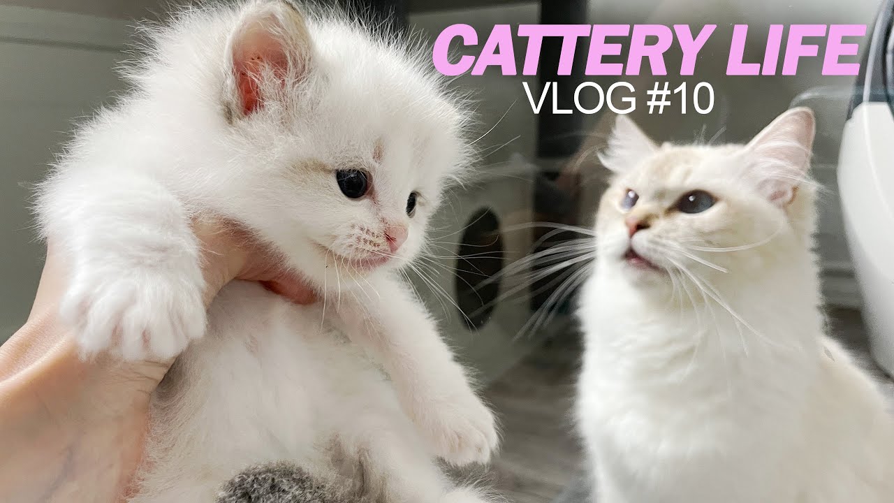 Litter Training and Cat Room Tour | CATTERY LIFE VLOG #10