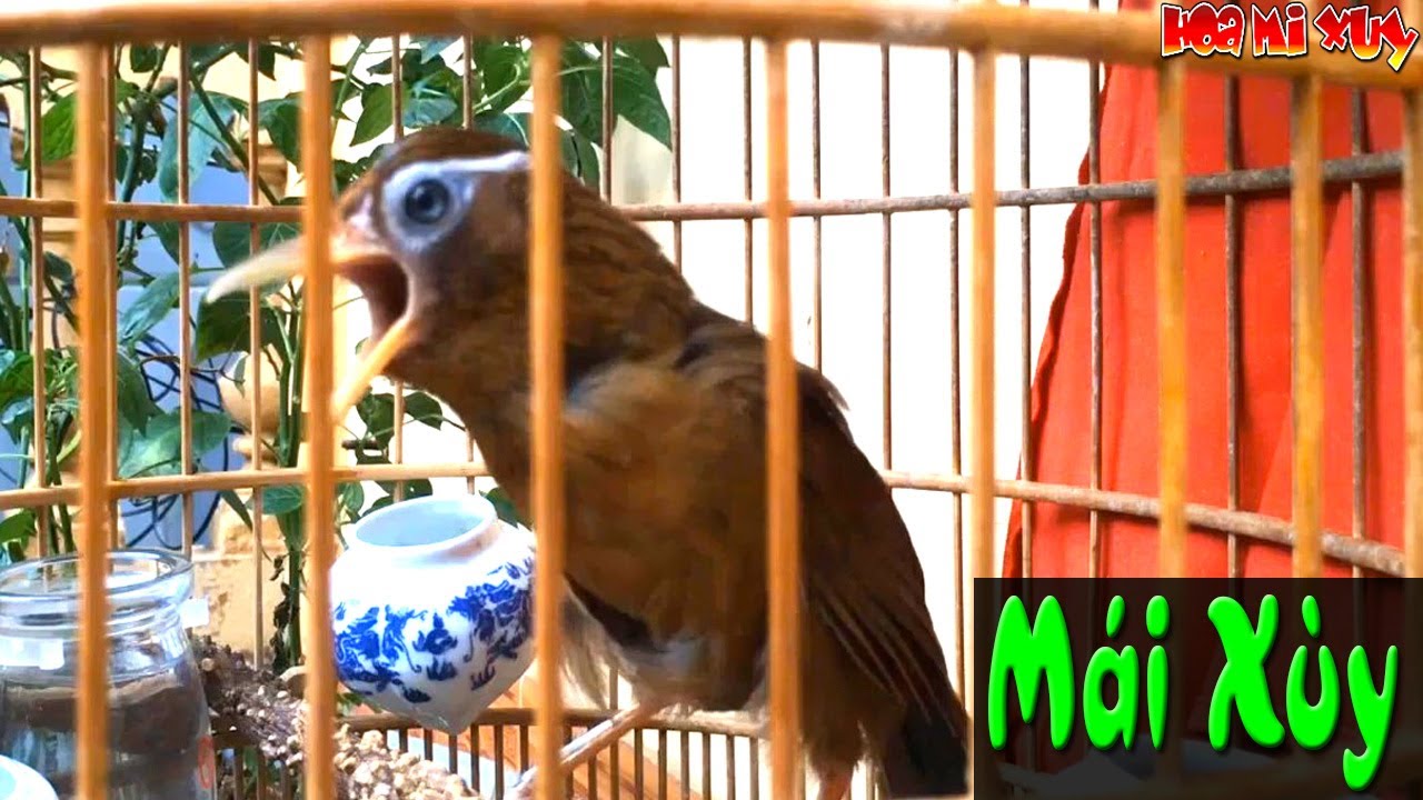 Tiếng xùy họa mi mái thúc trống mau hót cực nhạy ngày mới giúp mi siêu căng đấu