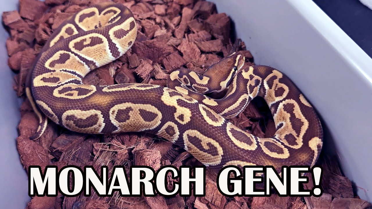 THE MONARCH GENE IN BALL PYTHONS
