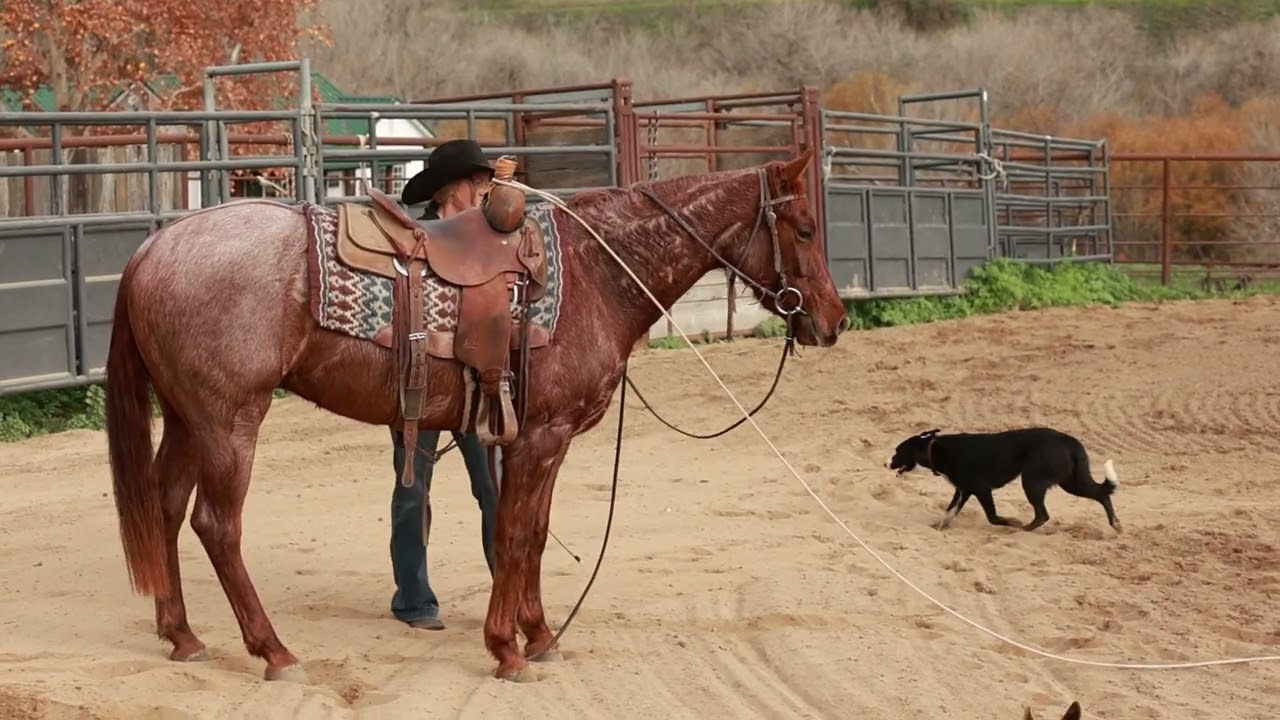 Lot 18 - 2026 Red Bluff Bull & Gelding Sale