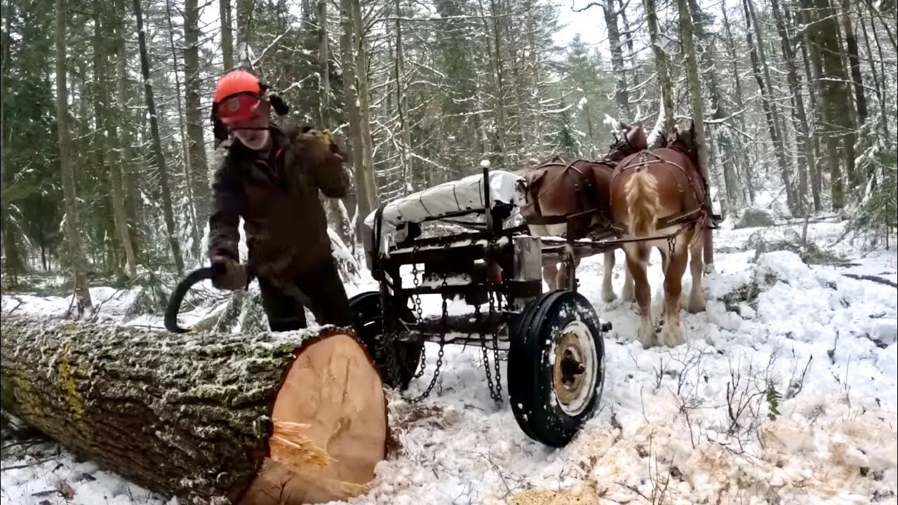 Watch Gentle Giants Logging in the Forest // NO TALKING - ASMR #571