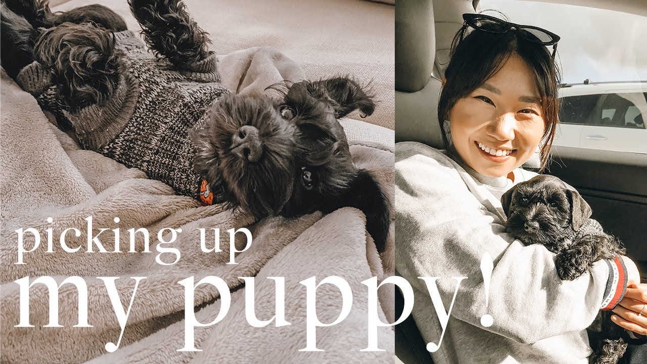 PICKING UP MY MINIATURE SCHNAUZER PUPPY! First Day Home + Play Time