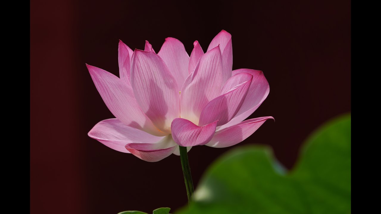 荷花 2022