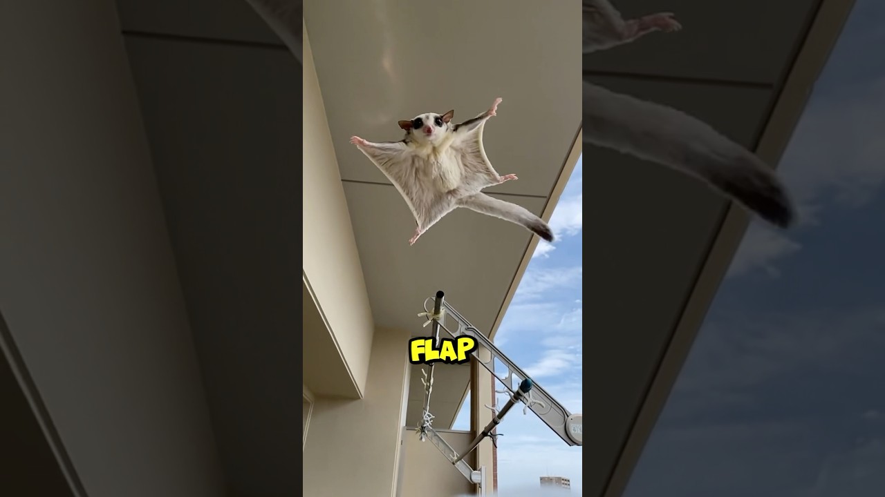 Why Sugar Gliders Adore Humans 🐾 #cute #animals #shorts
