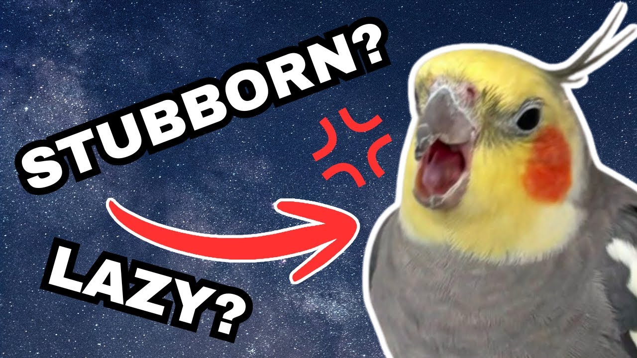 Ваша птица не ленива и не упряма, и вот почему | BirdNerdSophie