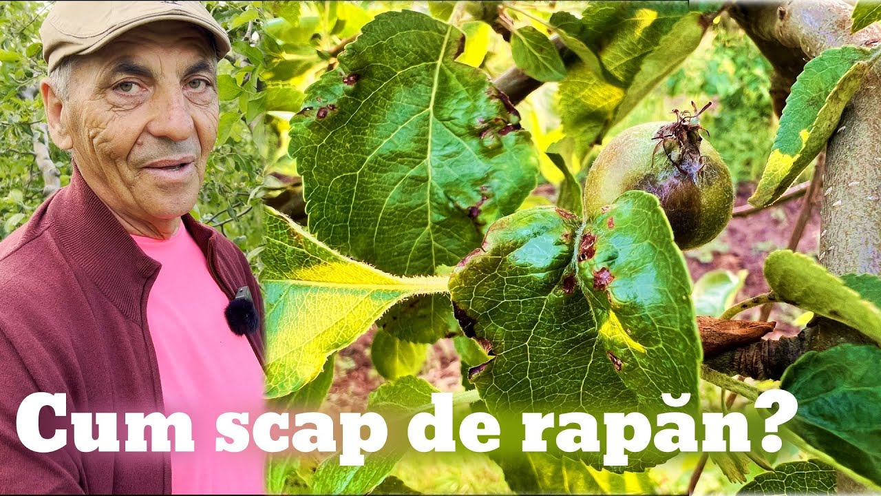 Boli la măr: Rapănul
